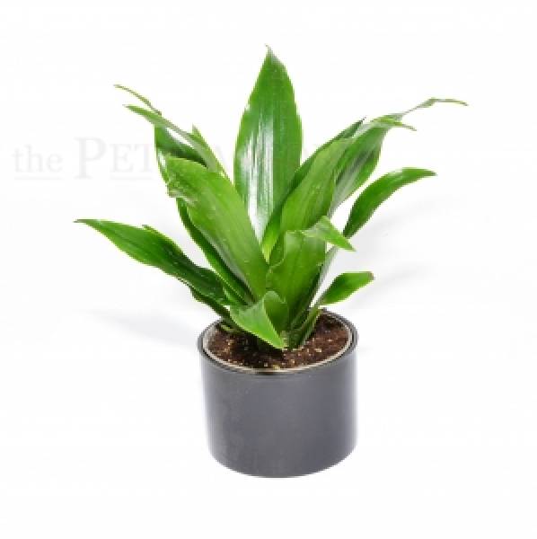 Dracaena fragrans GREEN